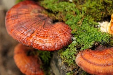 1 bệnh nhân cấp cứu vì uống nấm linh chi và tiết lộ ngã ngửa từ bác sĩ đông y