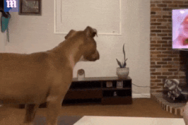 Chú chó biết rên khóc khi thấy “Vua sư tử” Mufasa qua đời