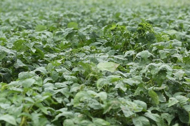 Việt Nam lần đầu tiên có vùng trồng đậu nành theo tiêu chuẩn quốc tế GACP-WHO