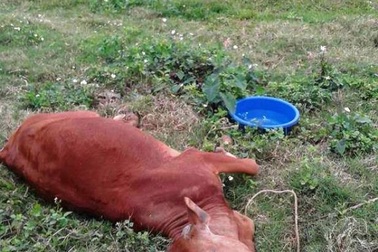 Điều tra việc 9 con bò của 2 hộ gia đình chết bất thường