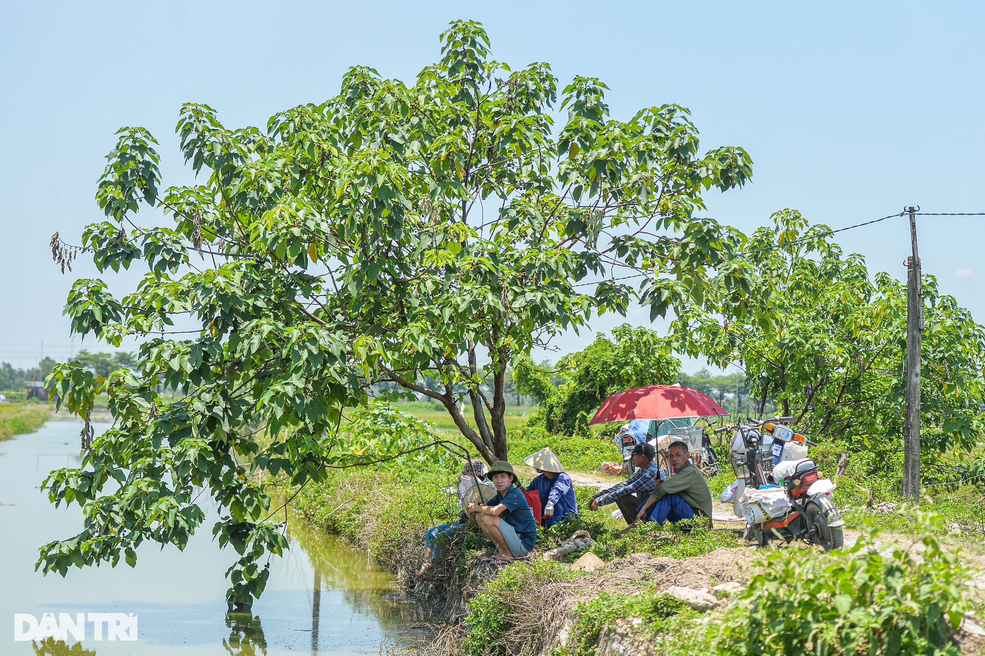 Hà Nội: Đội nắng gặt lúa thông trưa, chủ máy đút túi 5 triệu mỗi ngày - 7 Hà Nội: Đội nắng gặt lúa thông trưa, chủ máy đút túi 5 triệu mỗi ngày - 7
