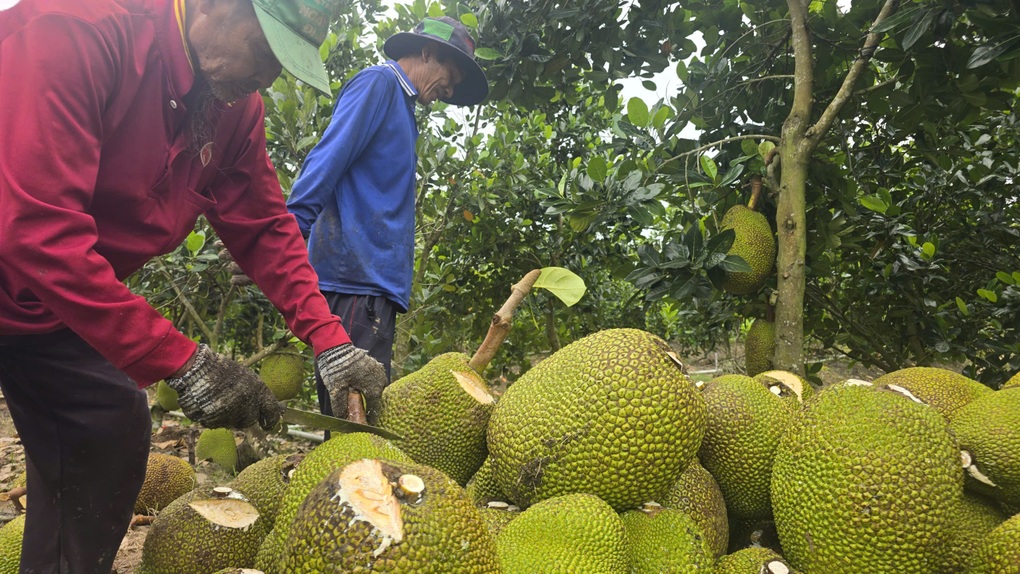 Trung Quốc mở cửa, mít Việt hướng tới xuất khẩu tỷ USD - 2