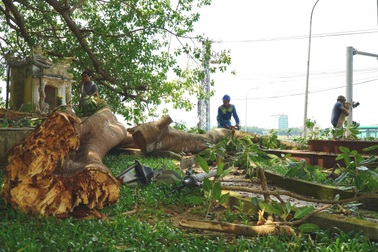 Cây đa cổ thụ gãy nhánh, nhiều người suýt gặp nạn