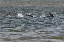 Xôn xao bức ảnh rõ nét chụp quái vật hồ Loch Ness