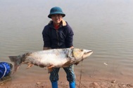 Người dân câu được cá 26kg, khách chi tiền triệu mua tại chỗ