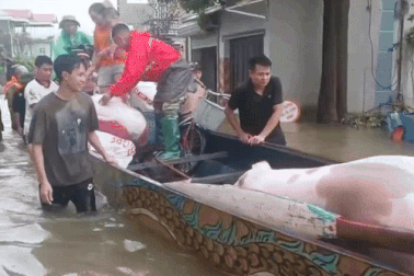 Hối hả đón trẻ nhỏ, xe máy, đàn lợn lên xuồng rời ốc đảo ngập lụt ở Hà Nội