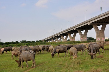 Những “triệu phú” làm giàu khó tin nhờ… nuôi trâu, thả cừu giữa Thủ đô