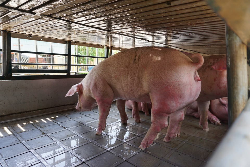 Lợn sống Thái Lan nhập về Việt Nam có chất cấm hay không? - 2 Lợn sống Thái Lan nhập về Việt Nam có chất cấm hay không? - 2