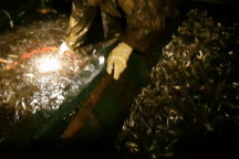 Đã mắt những mẻ vó đèn, mỗi lần kéo gần cả tấn cá