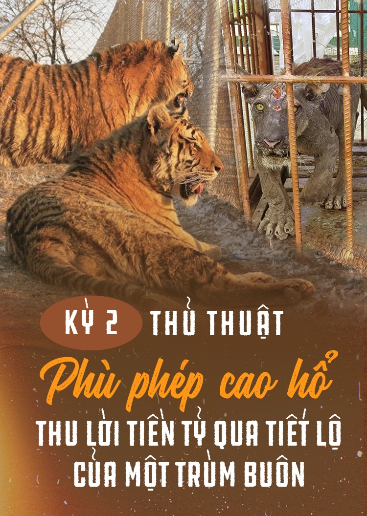 Thủ thuật phù phép cao hổ, thu lời tiền tỷ qua tiết lộ của một ...