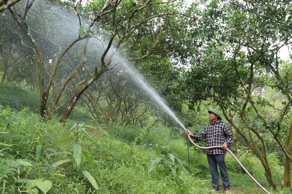 Chi hàng chục triệu đồng đào ao, khoan giếng chống hạn cho cây đặc sản - 2 Chi hàng chục triệu đồng đào ao, khoan giếng chống hạn cho cây đặc sản - 2