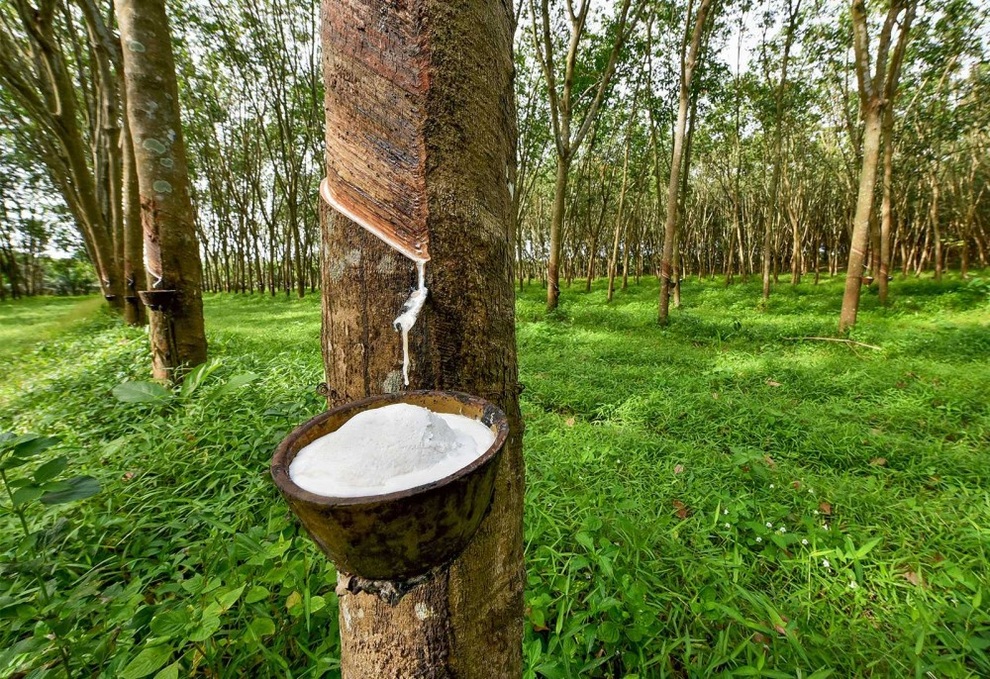 Vàng trắng tăng, đại gia hốt bạc trăm, nghìn tỷ đồng - 1 Vàng trắng tăng, đại gia hốt bạc trăm, nghìn tỷ đồng - 1