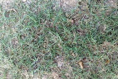 Dừng trồng cỏ Trung Quốc tại cao tốc Nội Bài - Lào Cai