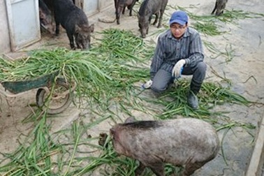 Học xong đại học về quê nuôi lợn rừng!