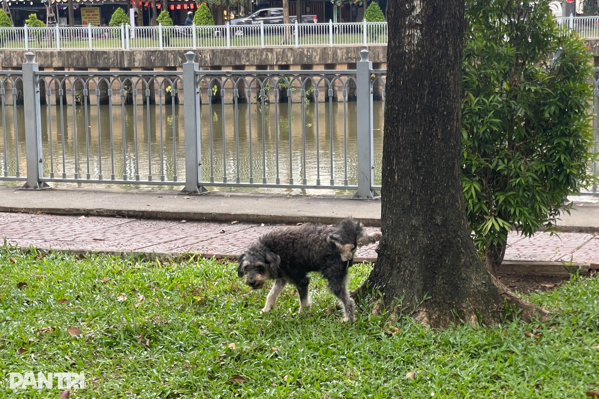 Nỗi ám ảnh từ chó không rọ mõm, phóng uế bừa bãi ở TPHCM - 6