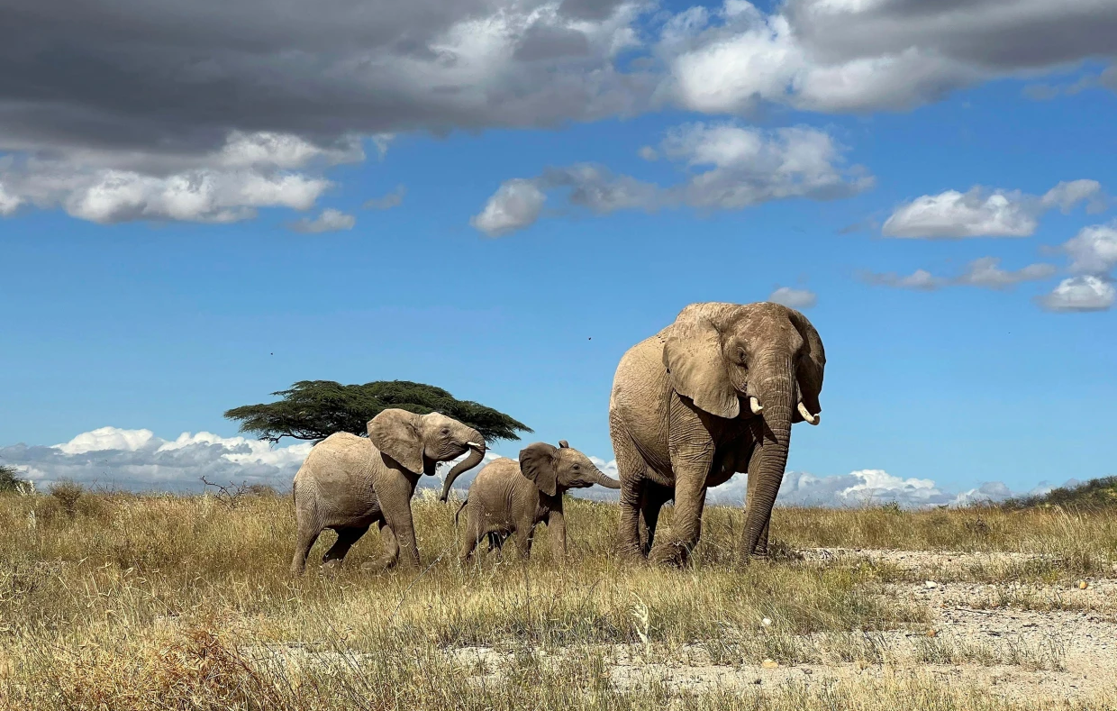 Loài voi châu Phi biết gọi nhau bằng tên riêng - 1