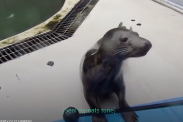 Những chú hải cẩu biết hát “Twinkle Little Star”