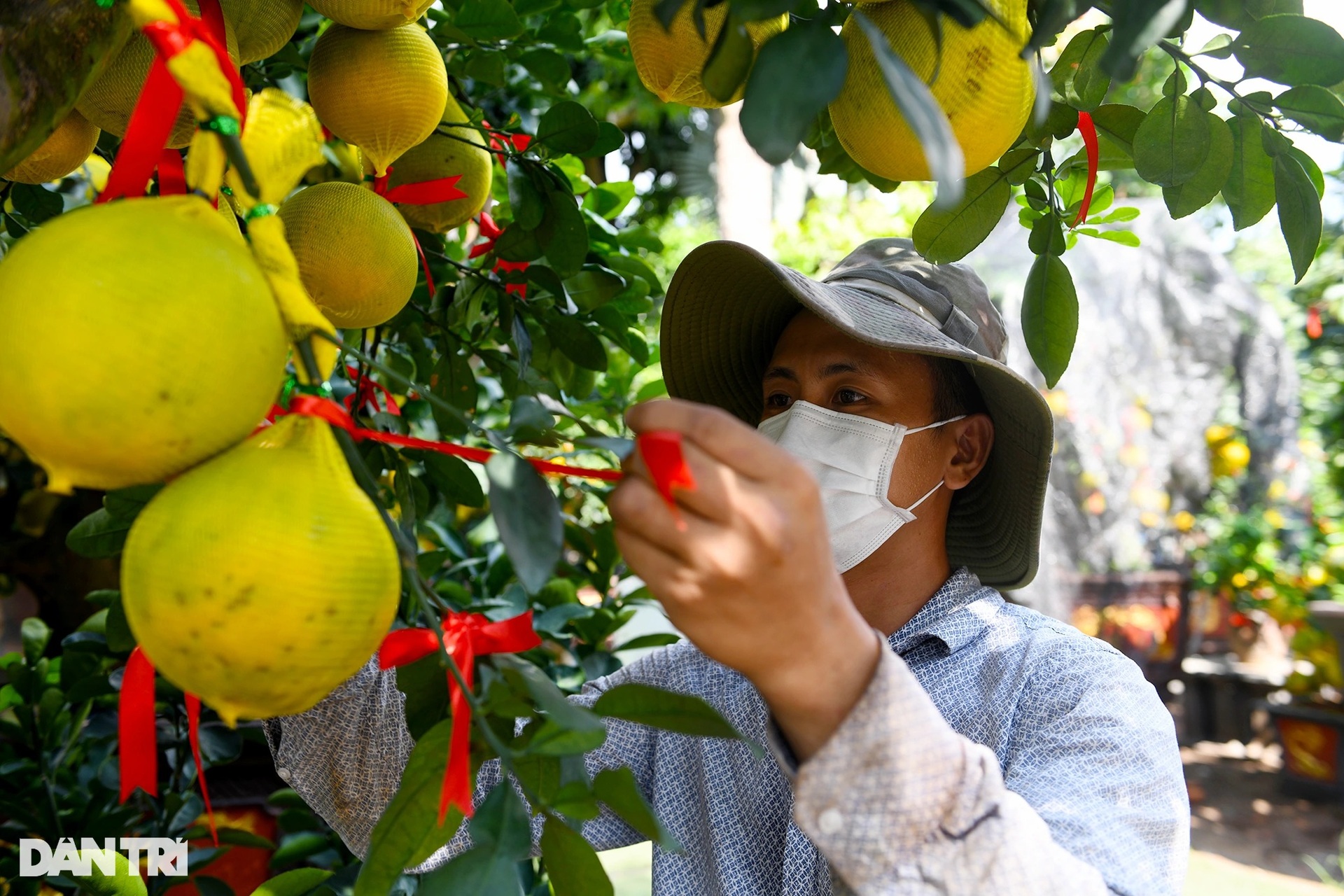 Hàng trăm cây bưởi Diễn vượt gần 2.000 km về TPHCM bày bán dịp Tết - 6 Hàng trăm cây bưởi Diễn vượt gần 2.000 km về TPHCM bày bán dịp Tết - 6