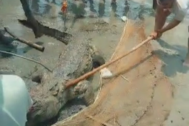 Dân làng vây bắt, trút giận lên con cá sấu cắn chết thiếu niên 14 tuổi