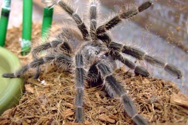 Rợn người trào lưu nuôi nhện khổng lồ của những dân chơi phố