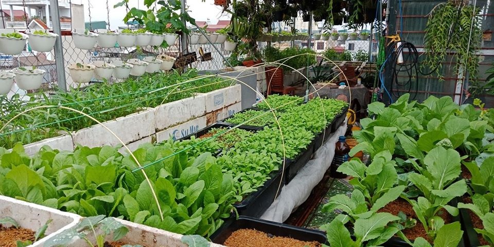 Mãn nhãn “khu vườn trên mây” tốt như nông trại của ông bố đảm Hà Nội - 2 Mãn nhãn “khu vườn trên mây” tốt như nông trại của ông bố đảm Hà Nội - 2