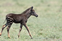 Phát hiện ngựa vằn đột biến gene có bộ lông… chấm bi siêu hiếm