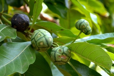 Gan Nhó Kỳ Nam – Sự kết hợp hoàn hảo từ hai vị thuốc quý Nhó đông và Bí Kỳ Nam