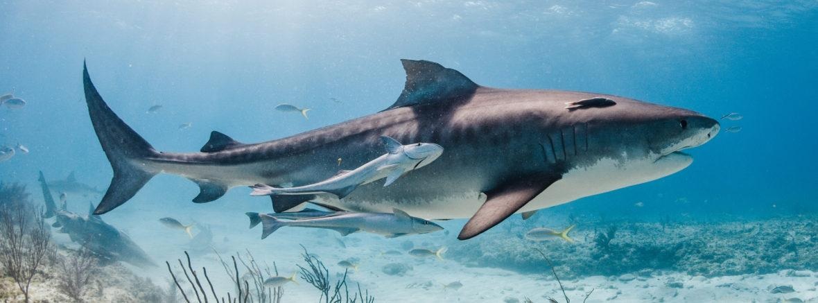 Cá mập hổ là loài cá hung dữ, được xem là 