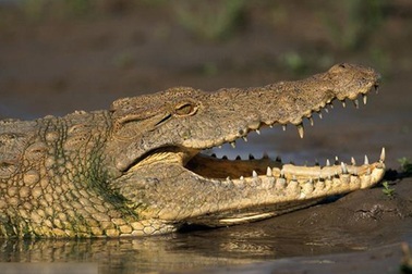 Một công dân Việt Nam bị cá sấu nuốt tại Australia