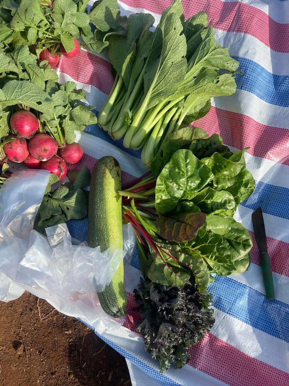 Thủ khoa Ngoại thương 24 tuổi bỏ việc nhẹ lương cao, về quê trồng rau sạch - 4 Thủ khoa Ngoại thương 24 tuổi bỏ việc nhẹ lương cao, về quê trồng rau sạch - 4