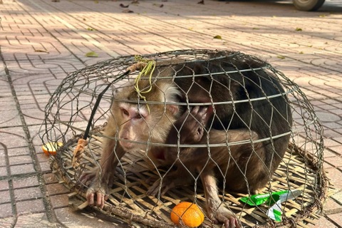 Hai con khỉ quý hiếm bị thương, ốm yếu đi lạc vào rẫy nhà dân