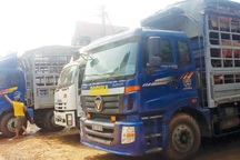 Thương lái Trung Quốc "lật kèo", người nuôi lợn lao đao