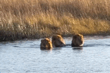 Nổi bật tuần qua: 3 “vua sư tử” suýt bỏ mạng khi xâm phạm lãnh thổ hà mã