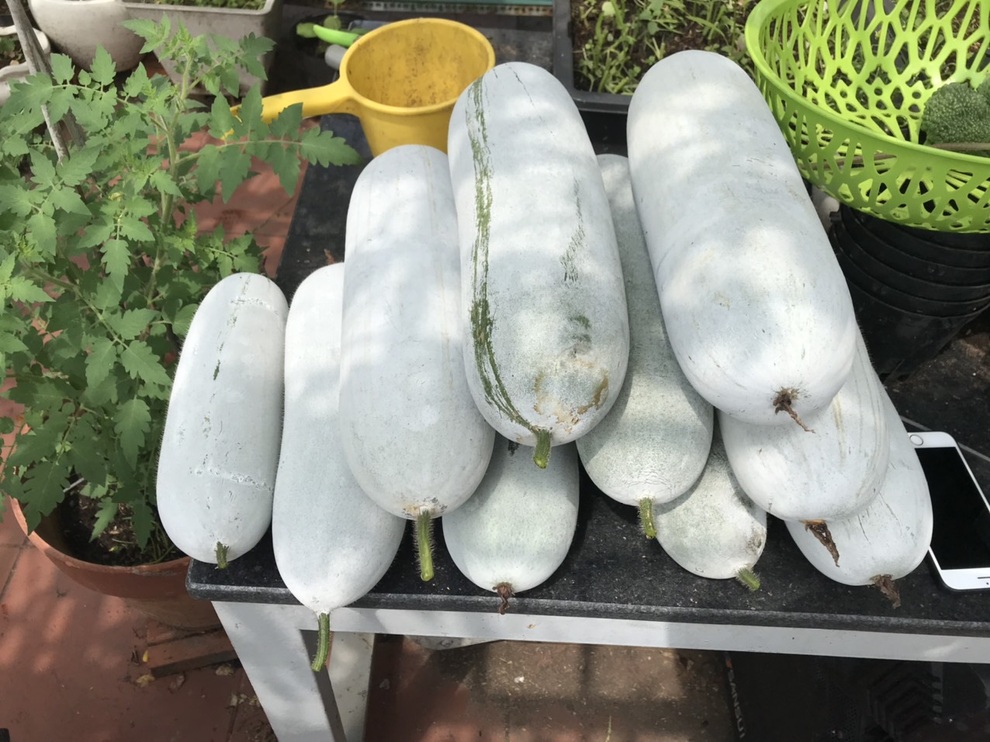 Chi 30 triệu đồng làm vườn sân thượng, gia chủ Sài Gòn thu hoạch mỏi tay - 13 Chi 30 triệu đồng làm vườn sân thượng, gia chủ Sài Gòn thu hoạch mỏi tay - 13