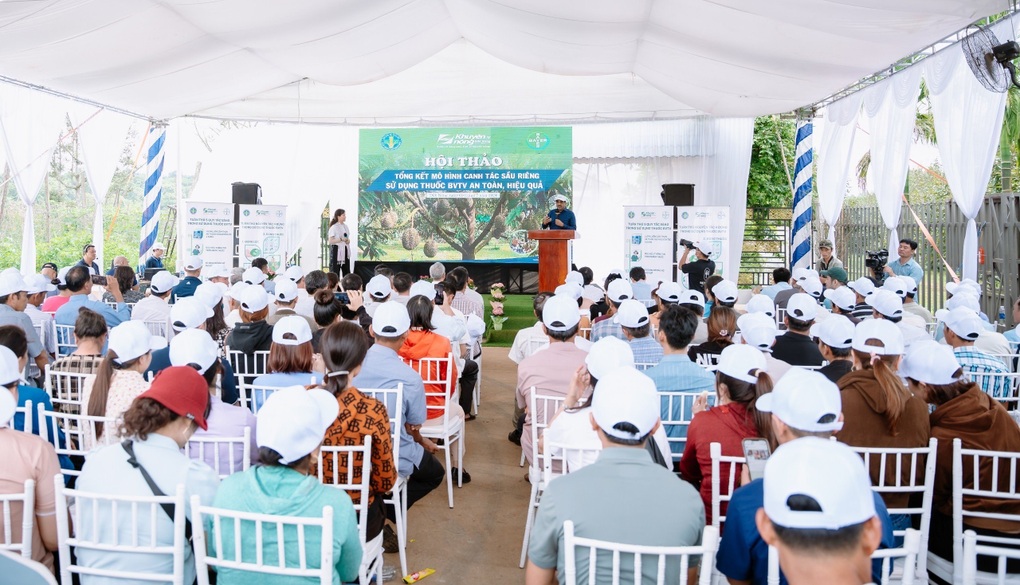 Vườn sầu riêng Canh tác bền vững được thương lái săn lùng - 2 Vườn sầu riêng Canh tác bền vững được thương lái săn lùng - 2