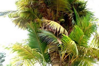 Phát hiện cây dừa 5 năm tuổi có tới 27 ngọn 