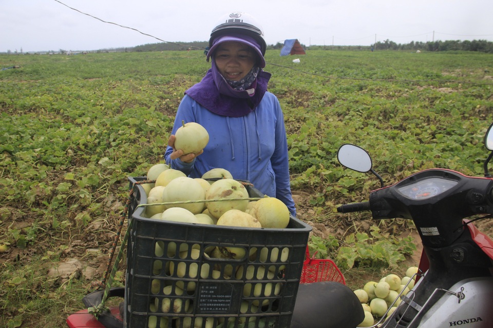 Người dân Quảng Trị thu tiền triệu mỗi ngày nhờ bán dưa - 5 Người dân Quảng Trị thu tiền triệu mỗi ngày nhờ bán dưa - 5