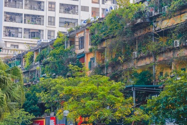Dân Thủ đô cải tạo ban công nhà cũ thành các khu vườn treo lãng mạn