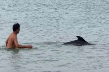 Cá heo xuất hiện gần bãi tắm, người dân thích thú bơi ra vui đùa