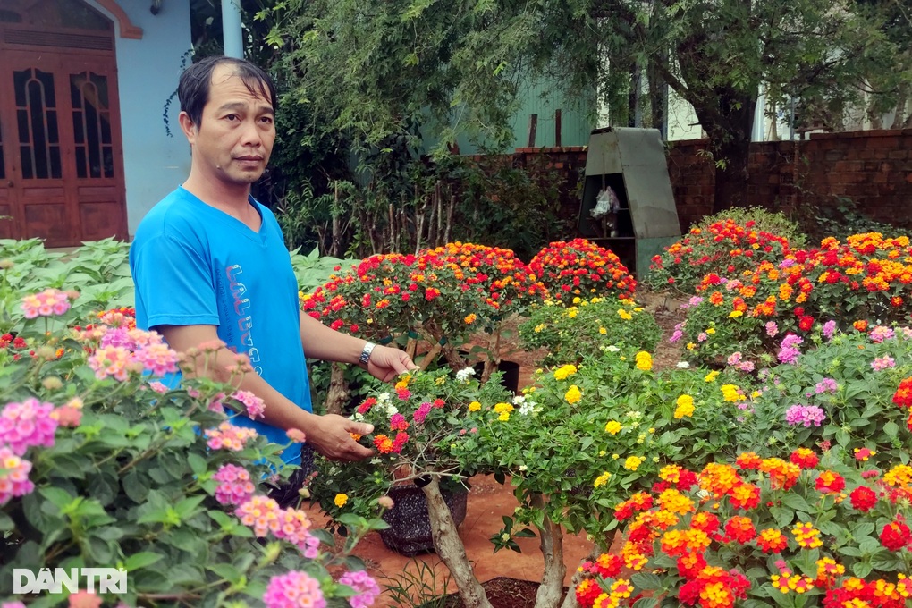 Biến cỏ dại thành hoa ngũ sắc, nông dân thu 400 triệu đồng mỗi năm - 4 Biến cỏ dại thành hoa ngũ sắc, nông dân thu 400 triệu đồng mỗi năm - 4