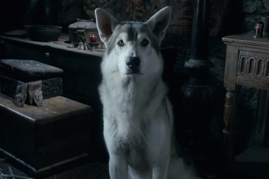 “Trò chơi vương quyền” khiến chó husky bị bỏ rơi hàng loạt