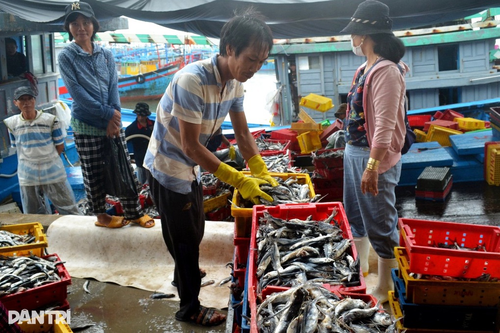 Ra khơi là lỗ, ngư dân nghề lưới chuồn cho tàu nằm bờ - 1 Ra khơi là lỗ, ngư dân nghề lưới chuồn cho tàu nằm bờ - 1