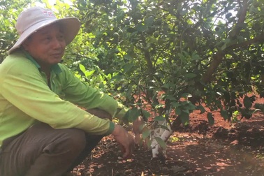 Lão nông trồng chanh trên đất đỏ, thu gần 1 tỉ mỗi năm