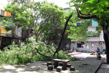 Cành phượng bất ngờ đổ gục giữa khu tập thể