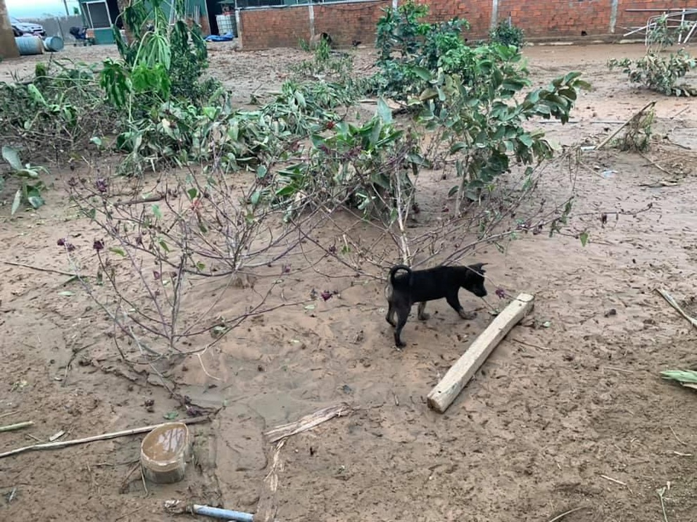 Cô gái Quảng Trị bỏ phố về quê làm nông nghiệp sạch, sống tối giản - 9 Cô gái Quảng Trị bỏ phố về quê làm nông nghiệp sạch, sống tối giản - 9