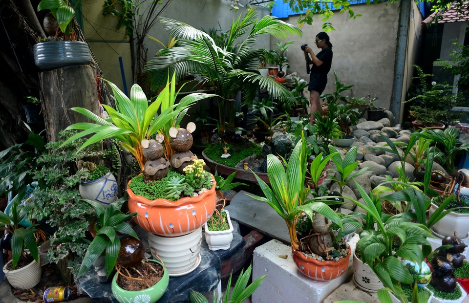 Bonsai hình chuột.jpg Bonsai hình chuột.jpg