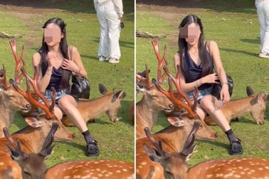 Tranh cãi nữ du khách ngược đãi nai, đè trên lưng để chụp ảnh
