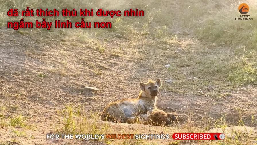 Linh cẩu non đang nằm cùng mẹ bị sư tử lao đến đoạt mạng