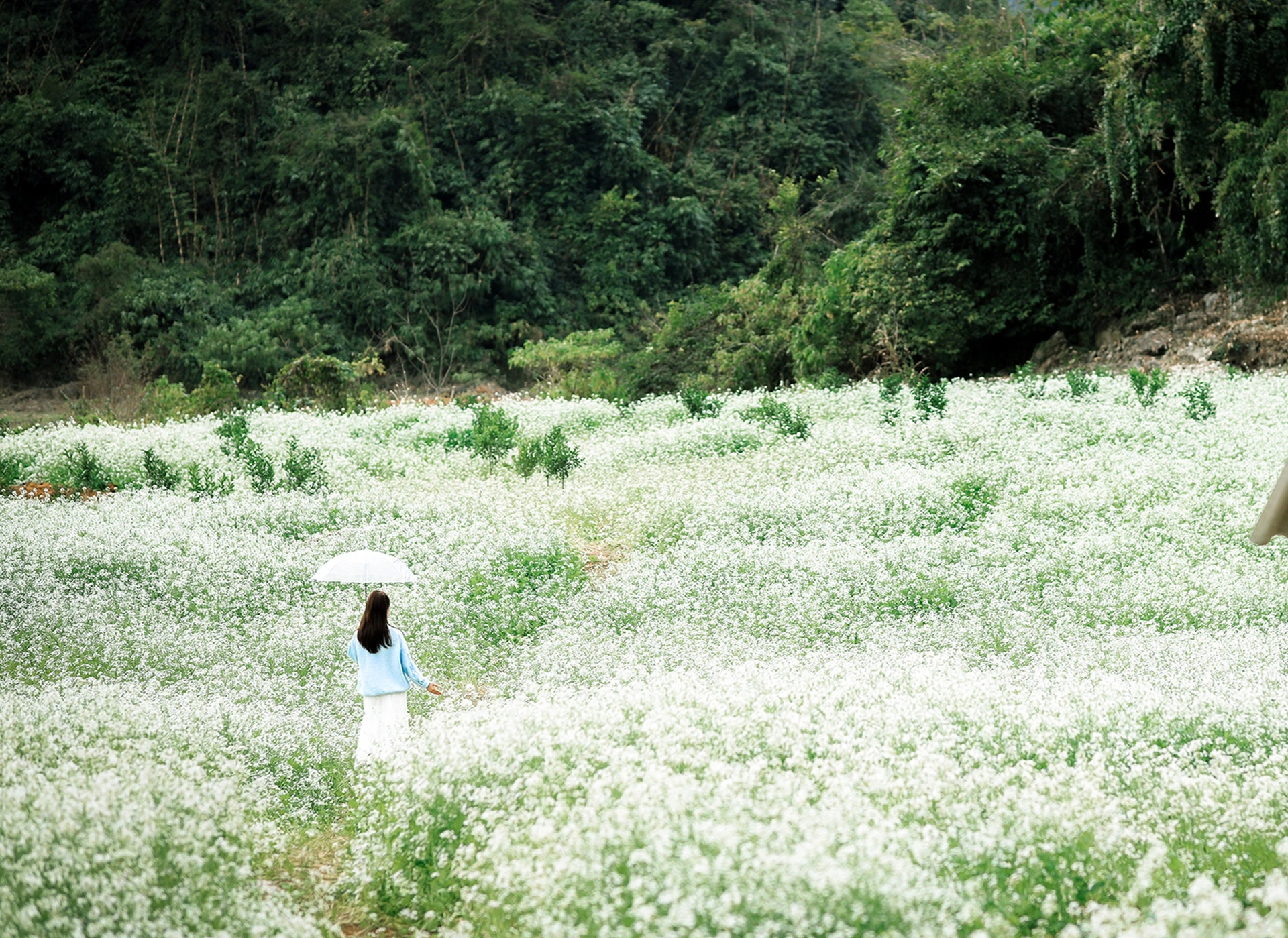 White mustard flowers are vast in Moc Chau, tourists from everywhere flock to take photos - 2