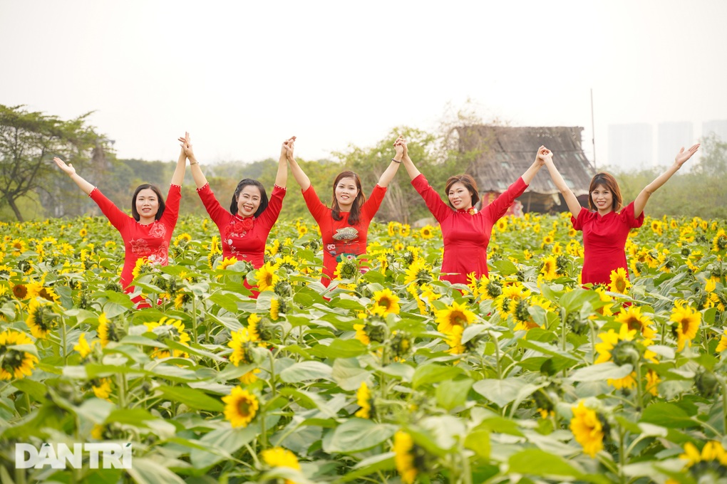 Rủ nhau sống ảo với vườn hoa hướng dương rộng 10.000 mét vuông ở Hà Nội - 5 Rủ nhau sống ảo với vườn hoa hướng dương rộng 10.000 mét vuông ở Hà Nội - 5